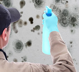 Mould Testing Technician Course